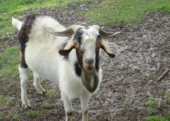 Abdullah Bin Mas’ud [1] – Terpukau Dengan Mukjizat Nabi