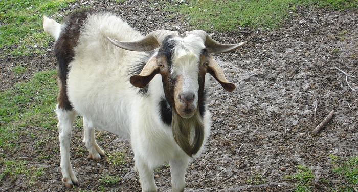 Abdullah Bin Mas’ud [1] – Terpukau Dengan Mukjizat Nabi