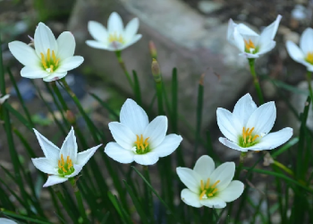 Alhamdulillah by Dawud Wharnsby Ali