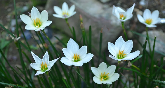 Alhamdulillah by Dawud Wharnsby Ali