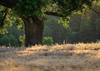 Penghormatan bagi Hamzah bin Abdul Muthalib, Panglima Para Syuhada