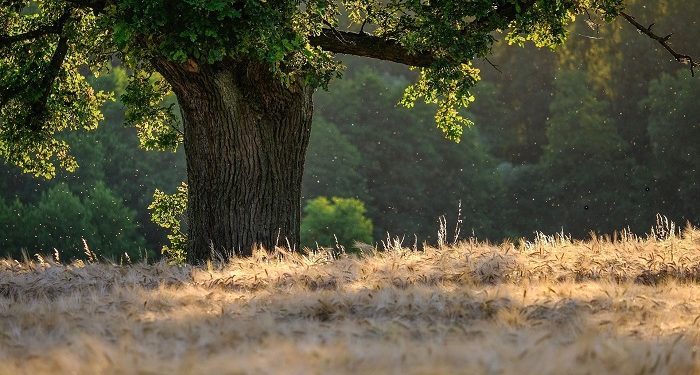 Penghormatan bagi Hamzah bin Abdul Muthalib, Panglima Para Syuhada