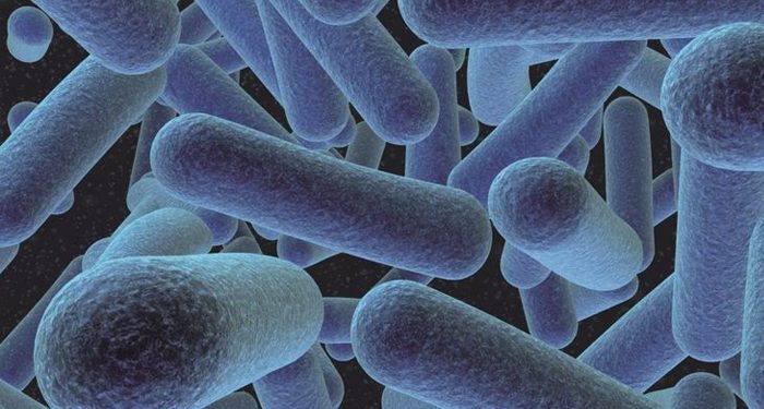 Waspada Bakteri Listeria monocytogenes