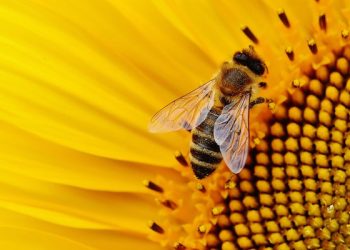 Belajar Dari Lebah dan Lalat