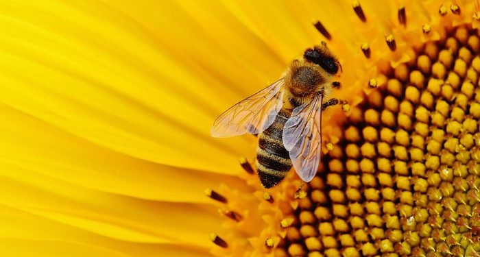 Belajar Dari Lebah dan Lalat