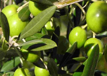 Palestina Dan Pohon Zaitun