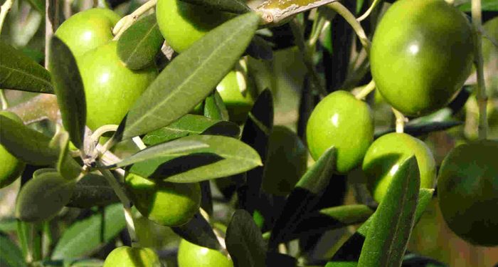 Palestina Dan Pohon Zaitun