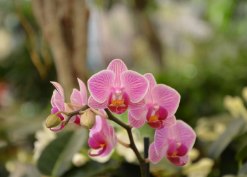 Ini Permainan Seru Rasulullah Bersama Isterinya