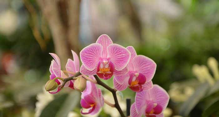 Ini Permainan Seru Rasulullah Bersama Isterinya