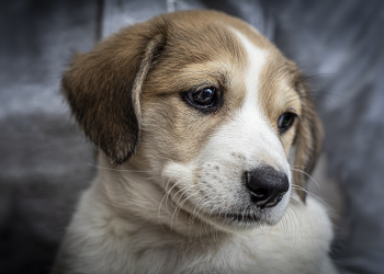 Hadis Tentang Memelihara Anjing  