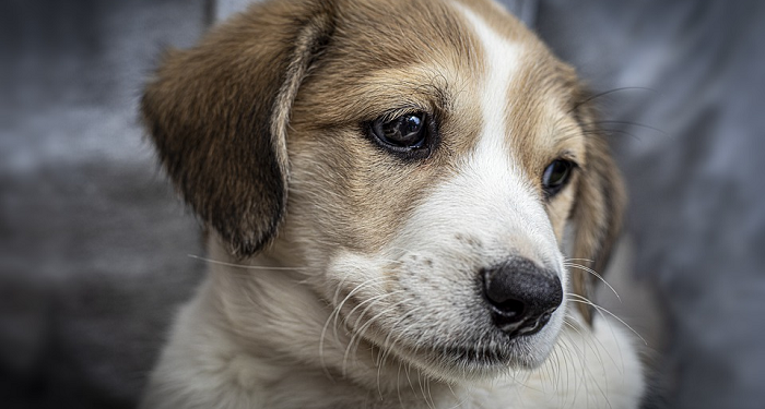 Hadis Tentang Memelihara Anjing