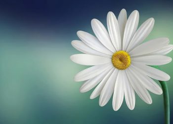 Penilaian Allah Tentang Kecantikan