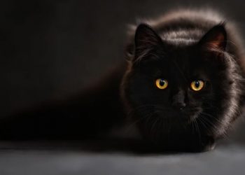 Bayangan Hantu Kucing Tom