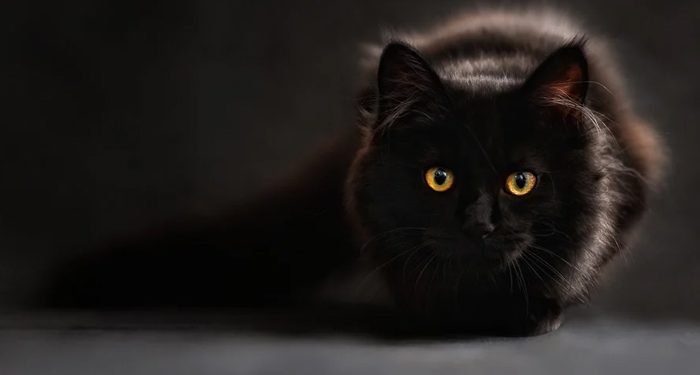 Bayangan Hantu Kucing Tom