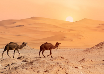 Ujian Keimanan Urwah bin Zubair Saat Harus Kehilangan Kaki dan Anaknya (Bag. 2)