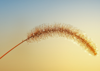 Keutamaan Bulan Syaban