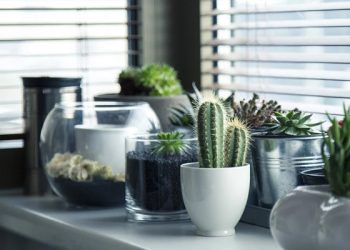 Berkebun Untuk Pemula