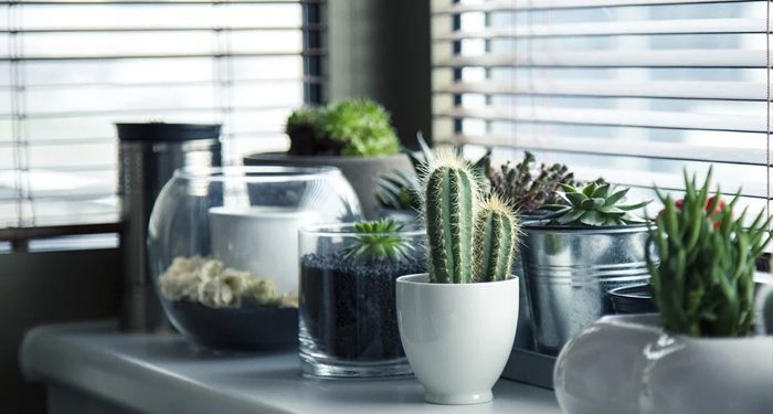 Berkebun Untuk Pemula