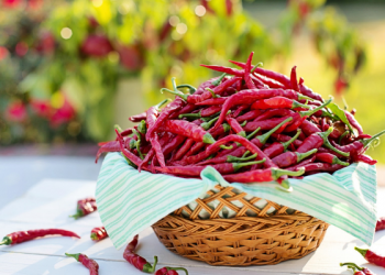 Bisakah Belajar Dengan Ini ?