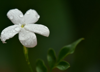 Kiat-Kiat Mempercantik Ruh