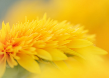 Merenggangkan Kedua Tangan Ketika Sujud Hingga Tampak Ketiaknya Yang Putih