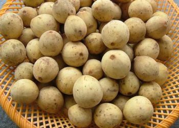 12 Manfaat Buah Duku yang Kaya Nutrisi