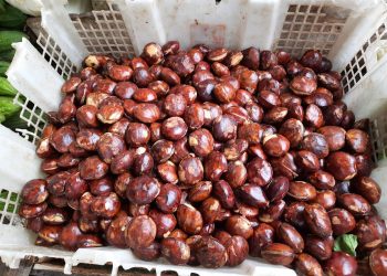 Jengkol, Jengkelin tapi Ngangenin