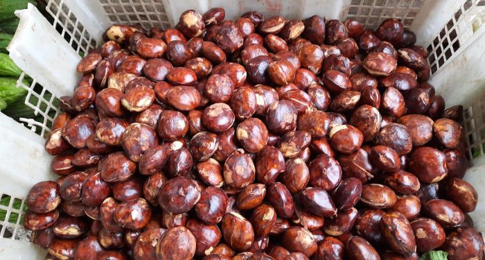 Jengkol, Jengkelin tapi Ngangenin