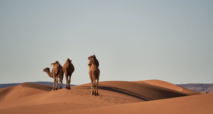 Amalan yang Nilai Ibadahnya Lebih dari Unta Merah