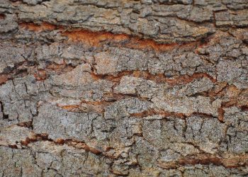 Cara alami mengatasi tumit kering dan pecah-pecah