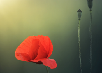 Kasih Sayang Rasulullah pada Para Sahabat