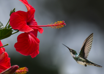 Tidur Di Atas Bahu Sebelah Kanan