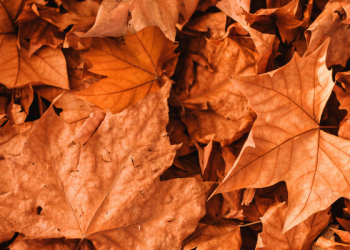 Ini Alasan Kenapa Buah Naga Bagus Untuk Kesehatan