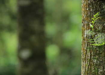 Syaddad bin Aus, Sahabat yang Dikaruniai Ilmu dan Kebijaksanaan