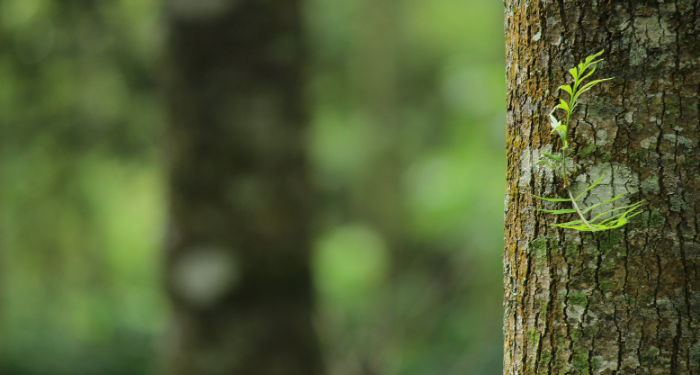 Syaddad bin Aus, Sahabat yang Dikaruniai Ilmu dan Kebijaksanaan