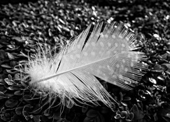 Ahnaf bin Qais, Gemar Melakukan Puasa