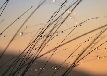 Keberkahan Pergi pada Pagi Hari untuk Mencari Nafkah