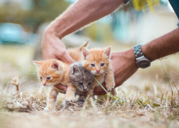 Keberkahan Pergi pada Pagi Hari untuk Mencari Nafkah