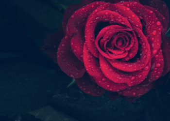 Ketaatan Uwais Al-Qarni kepada Ibunya