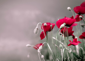 Keberkahan Pergi pada Pagi Hari untuk Mencari Nafkah