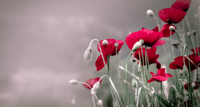 Keberkahan Pergi pada Pagi Hari untuk Mencari Nafkah