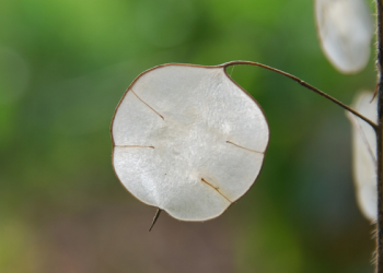 Keberkahan Pergi pada Pagi Hari untuk Mencari Nafkah