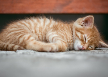 Kiat Menjalani Keseharian agar Sukses Dunia Akhirat