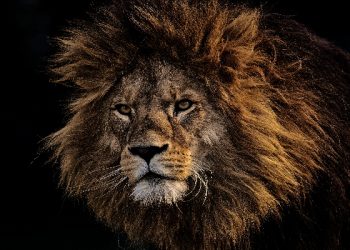 Shilah bin Asyam, Singa pun Menuruti Perkataannya