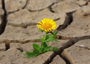 Keberkahan Pergi pada Pagi Hari untuk Mencari Nafkah