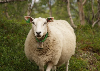 Orang yang Berqurban Dianjurkan Memakan Daging Qurbannya
