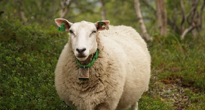 Orang yang Berqurban Dianjurkan Memakan Daging Qurbannya