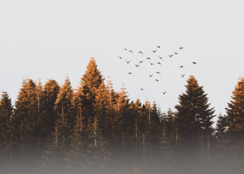 Ketika Amr bin Ash Diberi Tulang Busuk (1)