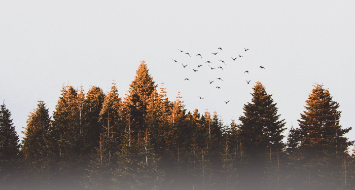 Ketika Amr bin Ash Diberi Tulang Busuk (1)