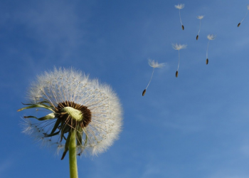 Rasulullah Mengundi Istri-Istrinya Jika Bepergian
